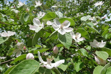 Lush green leaves and pinkish white flowers of quince tree in May