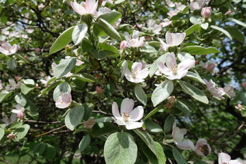 Numerous pinkish white flowers in the leafage of quince tree in May