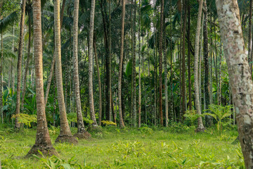 bottom shot of coconut palm trees farm
