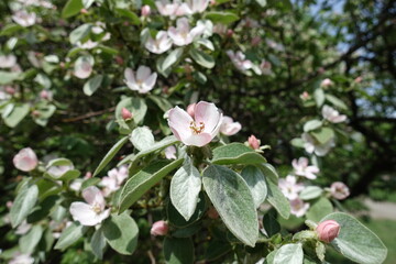 Pale pink flowers in the leafage of quince tree in May
