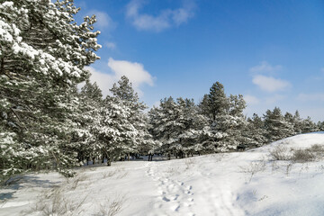 Coniferous forest covered with snow against a blue sky. Fairy tale on a winter day