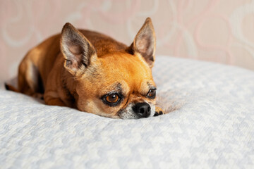 Small cute chihuahua dog is lying down on a white blanket on a bed. Dog is sad. Pet feeling tired, bored, or depressed.