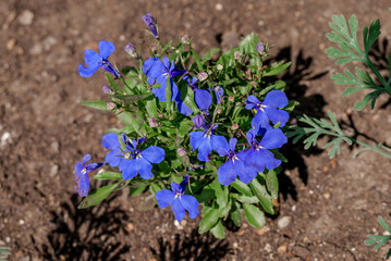 Edging Lobelia (Lobelia erinus) in garden