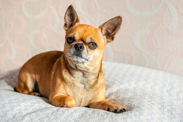 Small cute chihuahua dog lying down on white blanket with sunlight from the window. Portrait of curious young pet. Looking straight with head up. Friendly doggy.