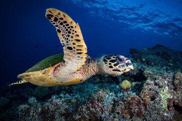 Hawksbill sea turtle swimming in the shallow water above coral reef 