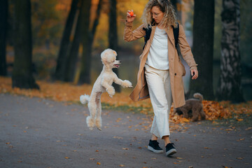 Fototapeta premium women and dog in an autumn park at sunset. Walking with pet