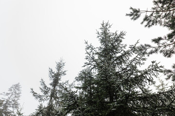 Mountain pine trees in the fog