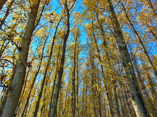 autumn trees in the forest