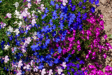 Edging Lobelia (Lobelia erinus) in garden