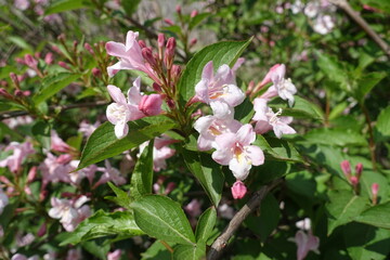 Fototapeta na wymiar Showy pink flowers of Weigela florida in mid May