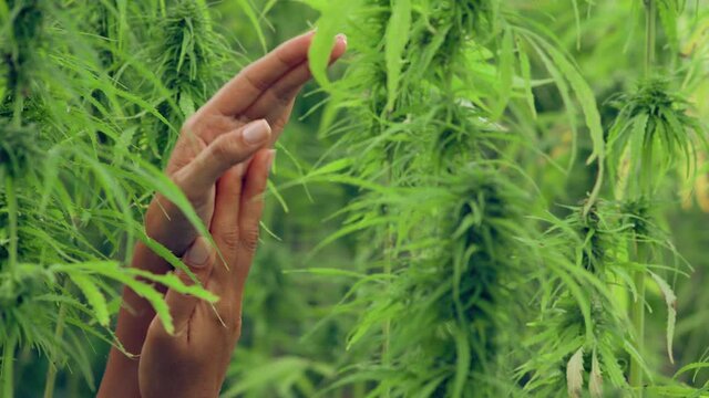 Young White Girl Rubs CBD Oil Into Beautiful Body,
Ecological Cosmetics concept.
Green leaf of hemp, Marijuana for experiments in medical science. 
Natural cosmetics.