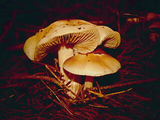 mushrooms in the forest