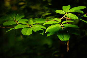 Hojas iluminadas por el sol