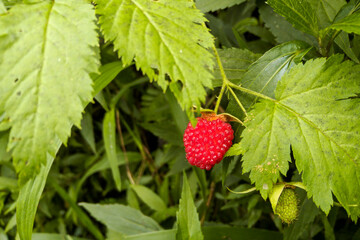 wild strawberry on a bush