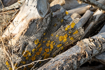 Fototapeta na wymiar moss on an old stump