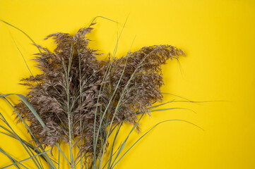 Trendy botanical background with fluffy pampas grass. 