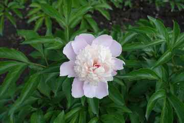 Pale pink flower of common peony in May