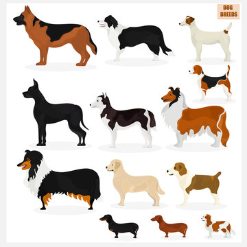 Set of dogs of different breeds. Pets. Vector set.
