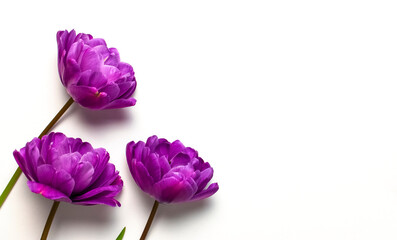 Spring flowers. Lilac purple peony tulips on white background. Lovely greeting card for 8 march international women's day, Mothers day, holiday, birthday wedding or event. Flat lay top view copy space
