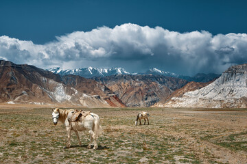 Scenic landscape with grazing horses on backdrop of colorful mountains in Himalayas. Upper Mustang, Nepal