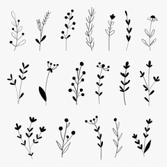 Vector collection of hand drawn plants. Botanical set of sketch flowers and branches. Vintage flowers.  Herbs and Wild Flowers. 