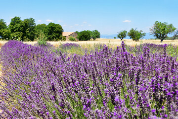 Naklejka na ściany i meble Landscape of Provence on a sultry summer day. Photo taken near Valensole village, Provence, France