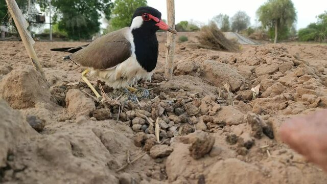 Red-wattled lapwing bird sitting on her eggs