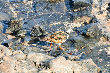Kentish Plover Water Bird
