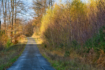 Small regional forest road in in autumn on a sunny day in Ardennes, High Fens region in Belgium