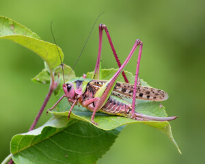 A large grasshopper sits on a green leaf.
