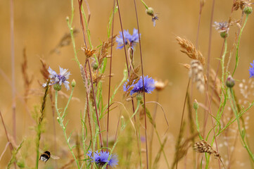Blühendes Getreidefeld auf Usedom - Blooming grain field on Usedom