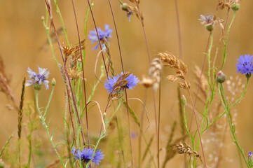 Blühendes Getreidefeld auf Usedom - Blooming grain field on Usedom