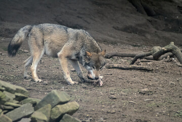 Eurasian grey wolf eating