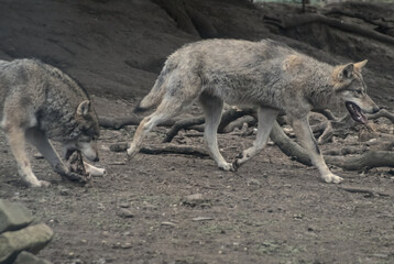 eurasian grey wolf prowling