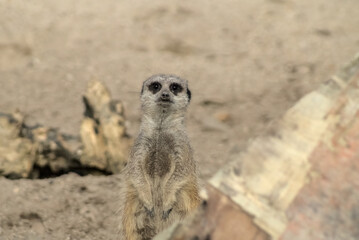 meerkat looking into camera