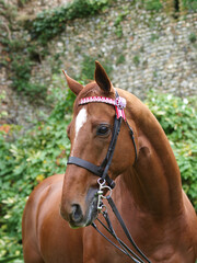 Ex Racehorse Headshot