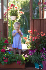 a little girl in a blue dress stands on the porch of the house, holding a petal in her hands, looking at it, and beautiful bright garden flowers grow around her