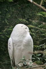 Male snowy owl facing right forest background