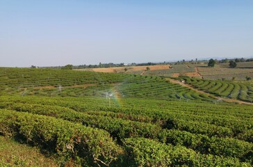 Fototapeta na wymiar Landscape of tea field with sky view
