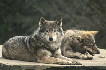 Naklejka na ściany i meble two euasian wolves relaxing