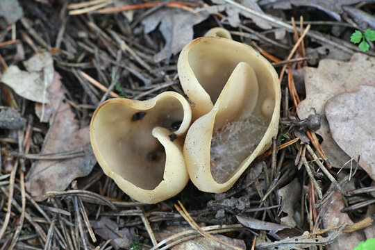 Otidea alutacea, a cup fungus from Finland with no common english name