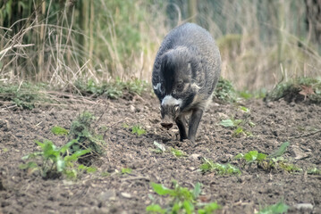 Visayan warty pig walking toward camera