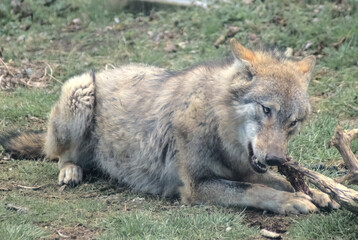 Eurasian wolf lying down gnawing on bone