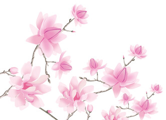 Flowers and branches of magnolia on a white background. Illustration.