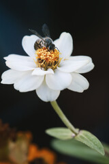 Bee on white flower in dark forest.