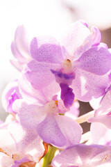 Naklejka na ściany i meble Beautiful violet orchids in garden ,hi key.