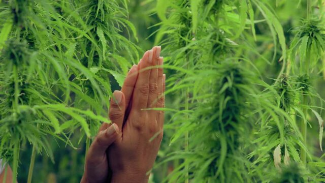 Beauty, people and health concept - Clean well-groomed hands of a young woman applying hand cream, skin care on a Marijuana background. Sensual woman moisturization Skin. CBD cannabis plantation.