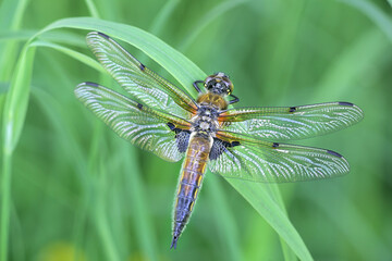 Libellula quadrimaculata, known in Europe as the four-spotted chaser and in North America as the four-spotted skimmer