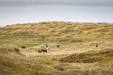 Ponies grazing Sand Dunes County Donegal Ireland