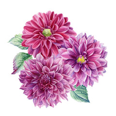 Bouquet of flowers dahlia, watercolor botanical illustration